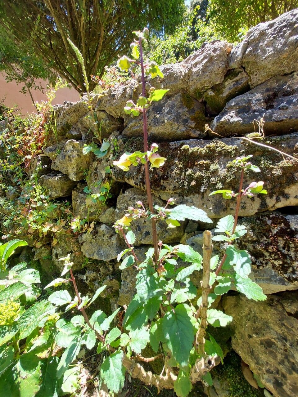 Scrophularia 12