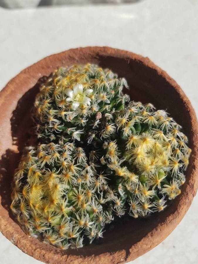 Mammillaria 4