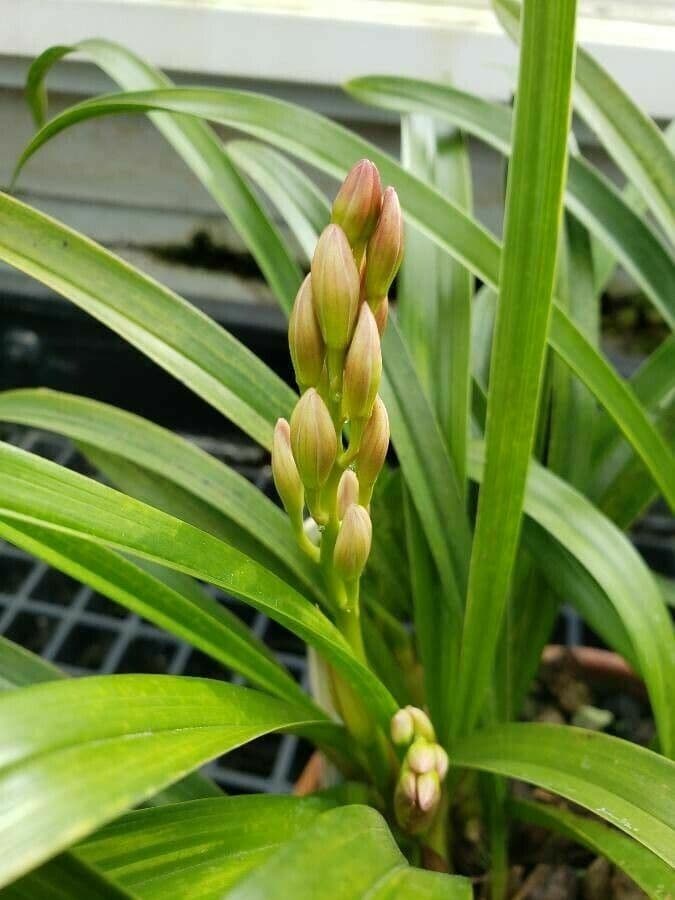 Cymbidium