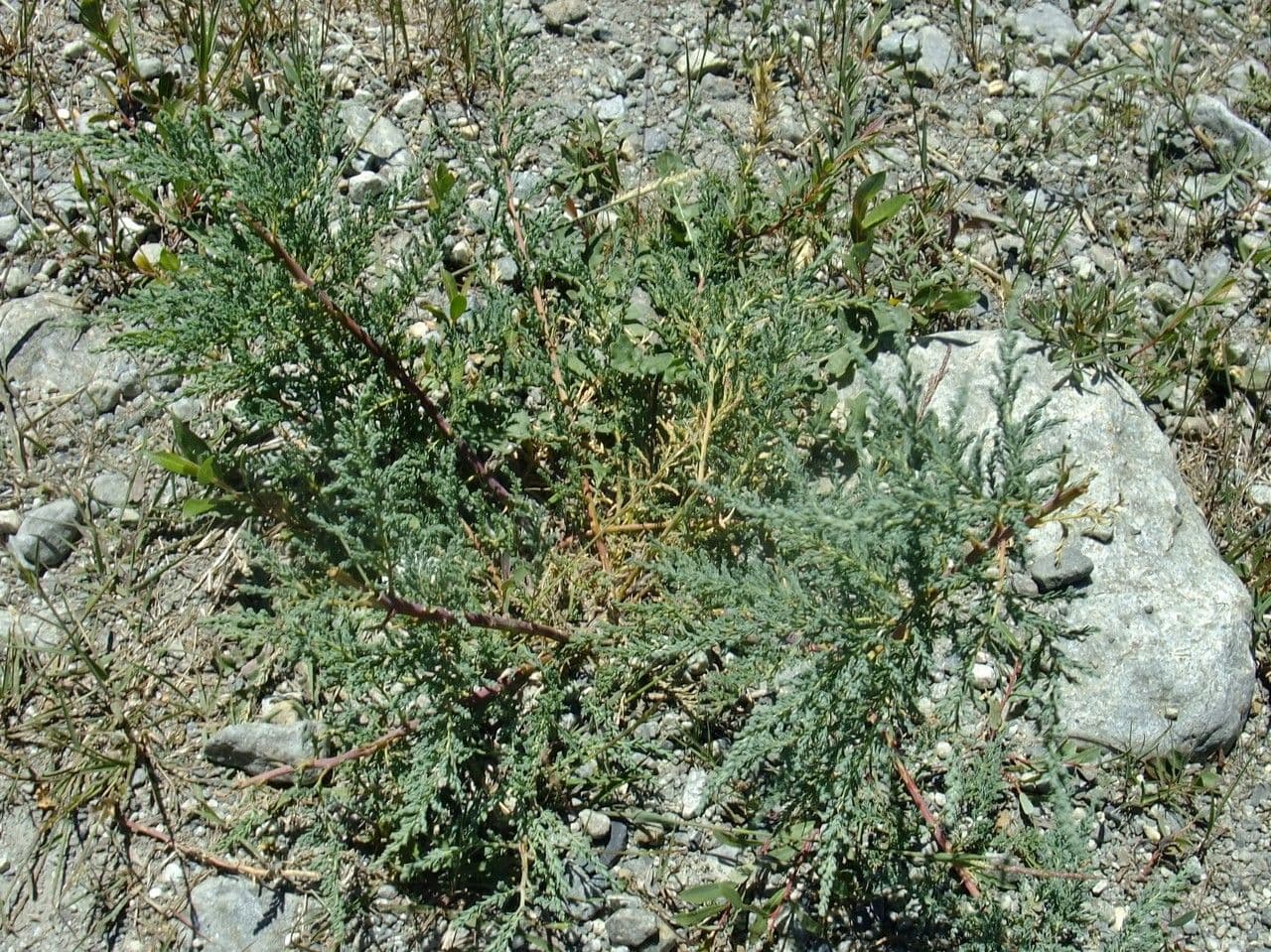Miricaria germanica 15