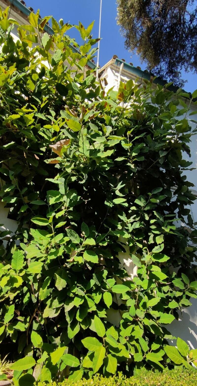 Magnolia 9