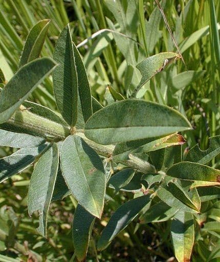 Lespedeza capitata 17