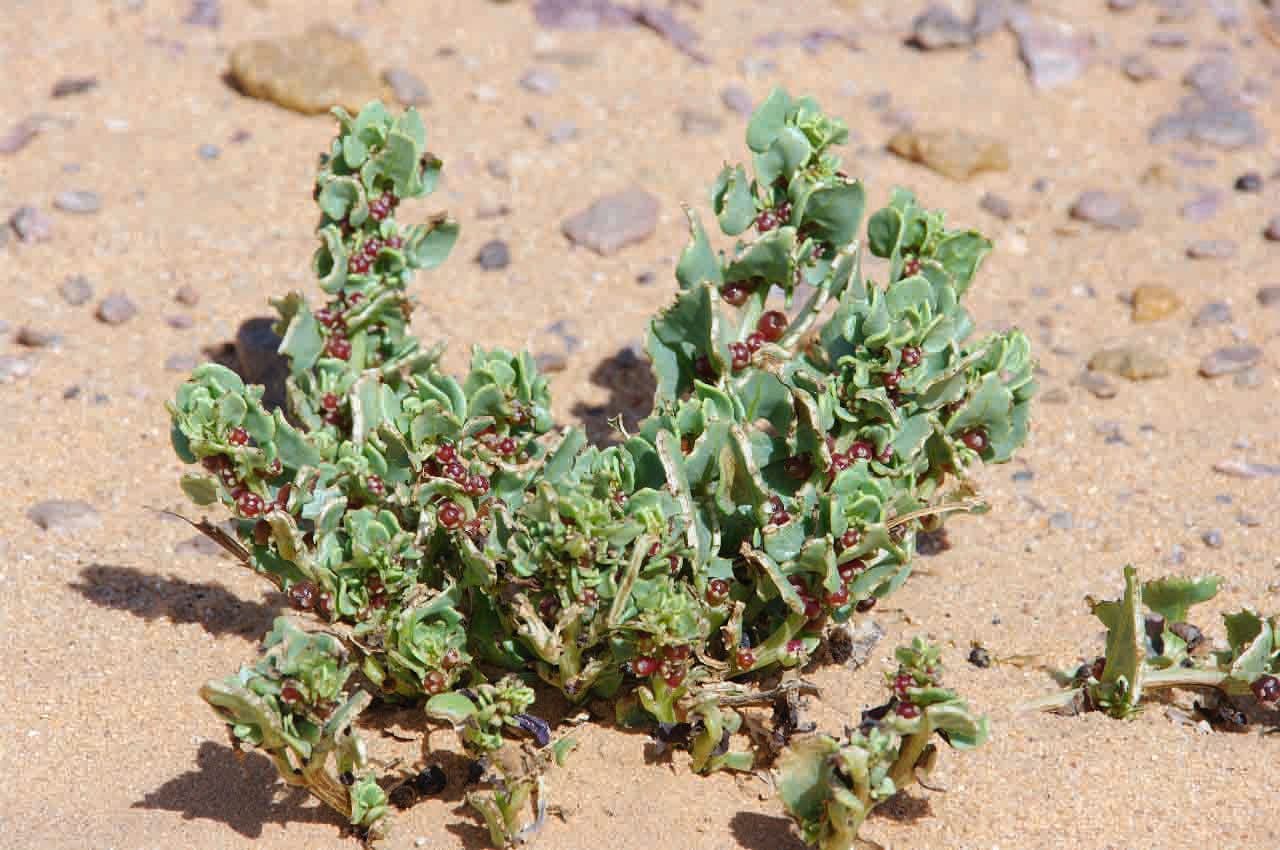 Patellifolia 8