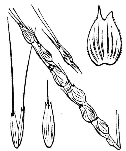 Aegilops ventricosa 24