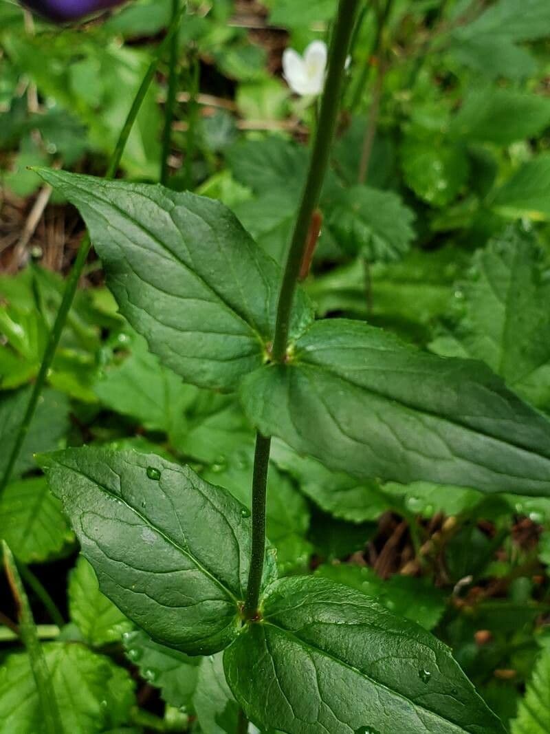 Sägeblättrige Bartblume 7