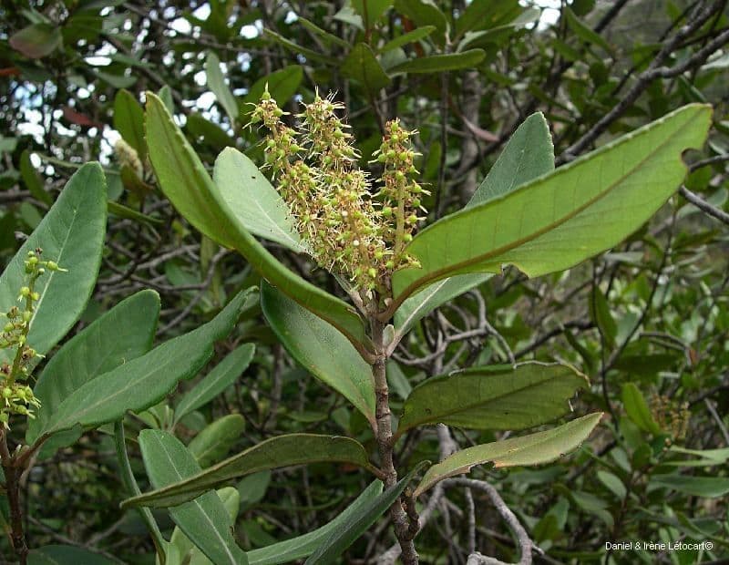 Cunonia 12