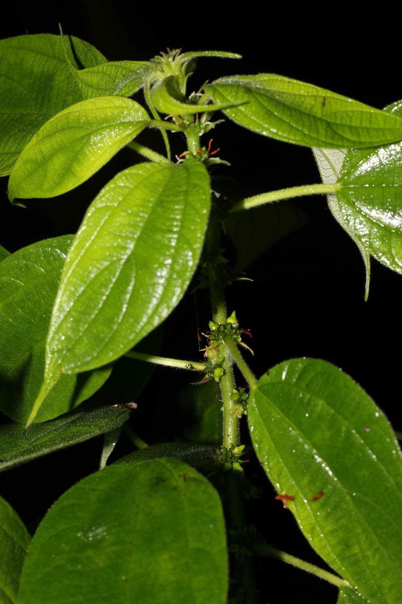 Pouzolzia guatemalana 4