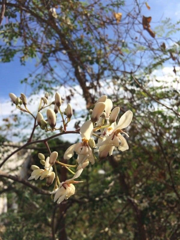 Moringa 7