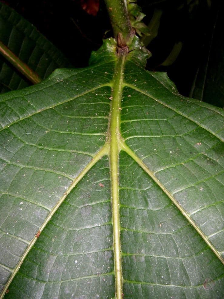 Miconia 7