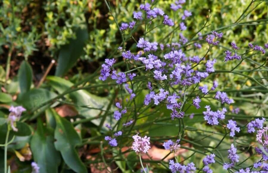 Limonium gmelinii