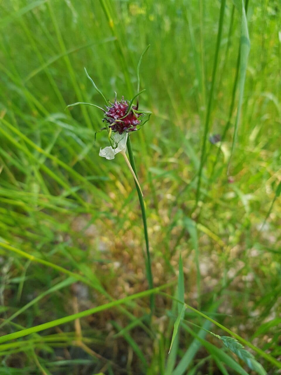 Aglio delle vigne 6