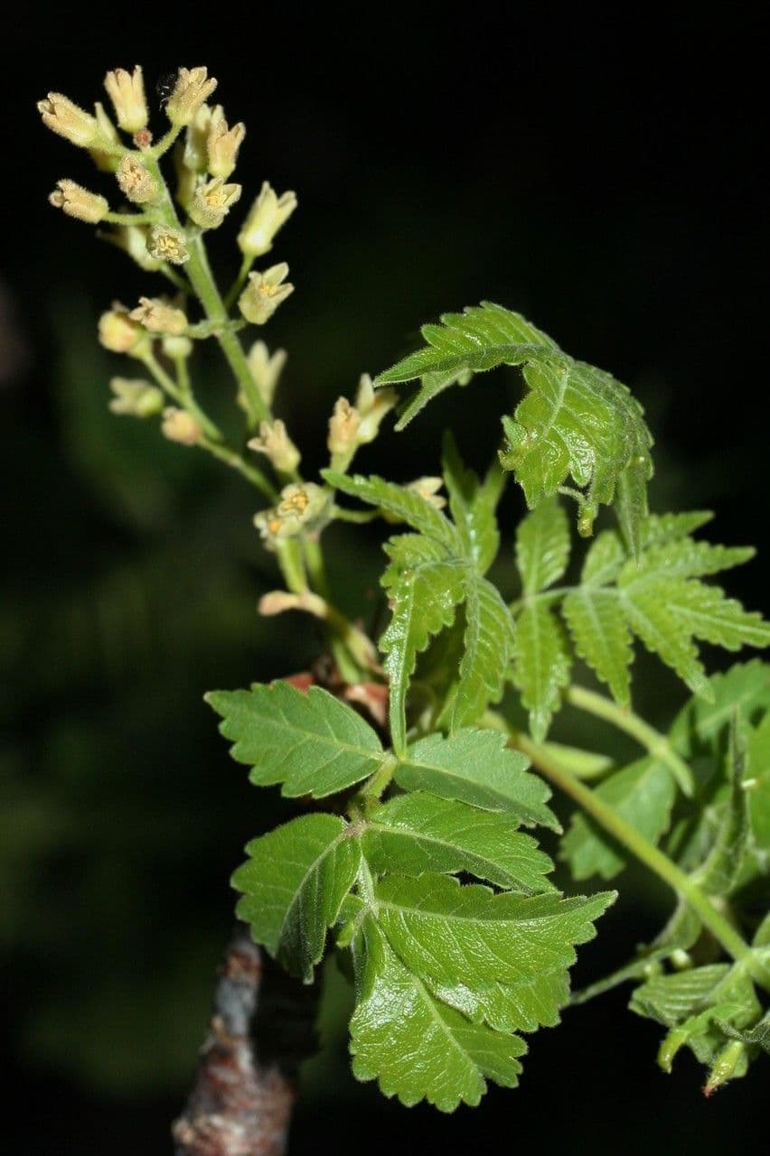 Bursera 3