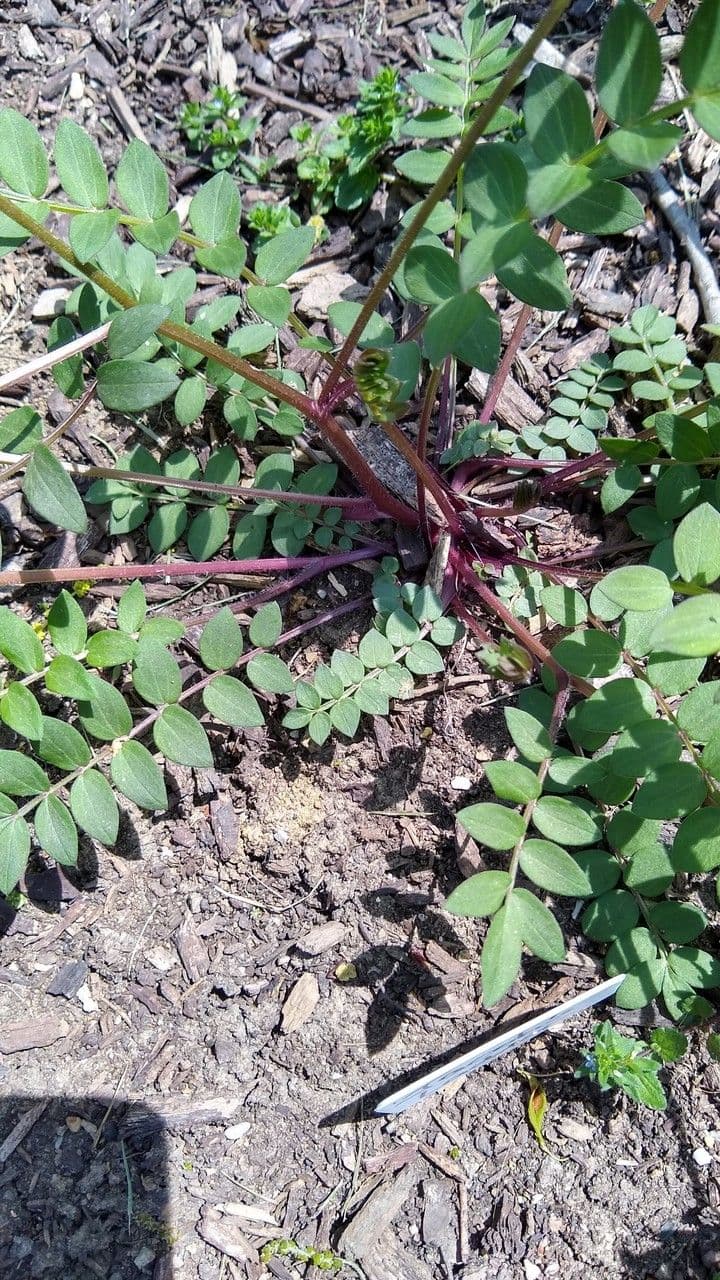 Polemonium reptans 17