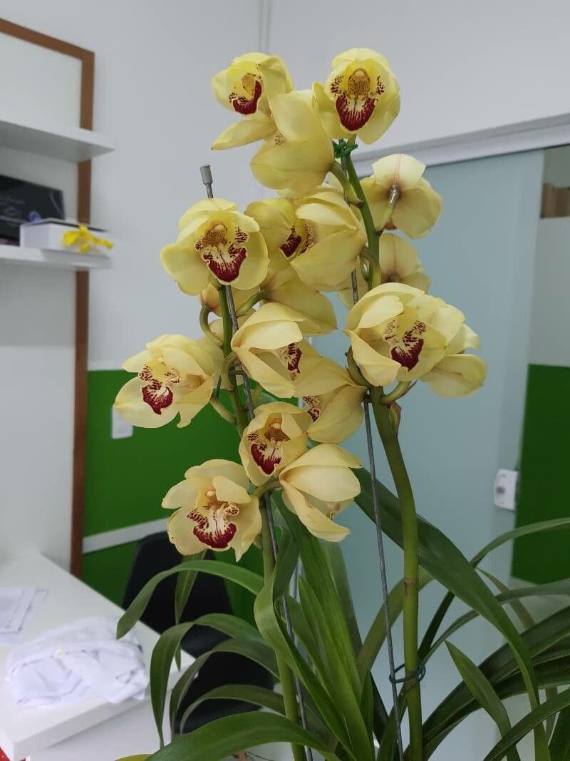 Cymbidium 2