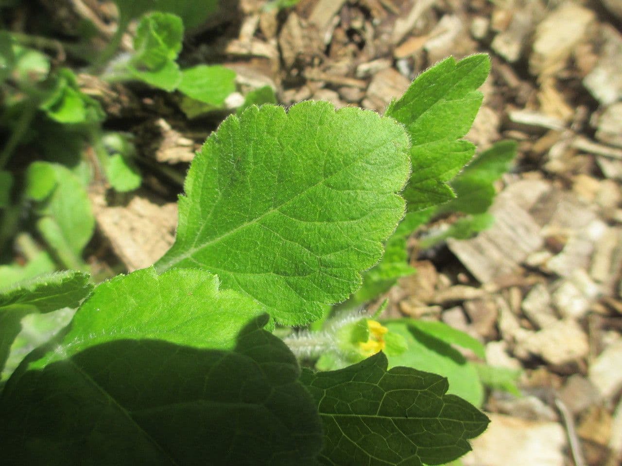 Chrysogonum 14