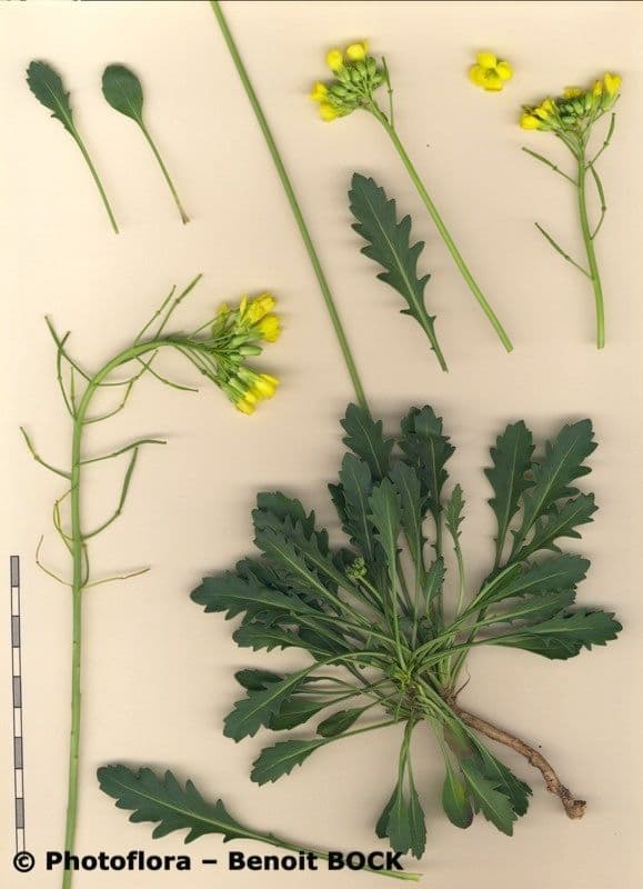 Brassica repanda 25