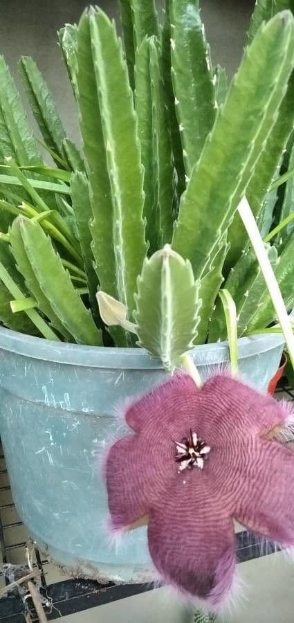 Stapelia 2
