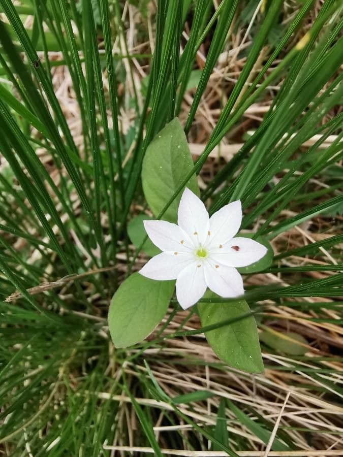 Trientalis 9