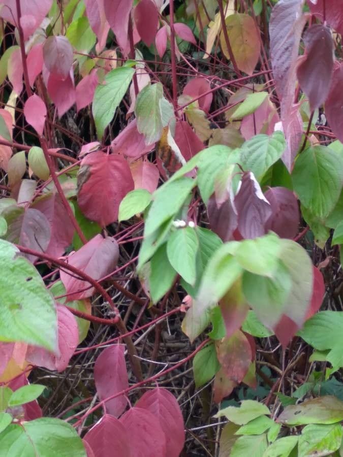 Svída výběžkatá 29