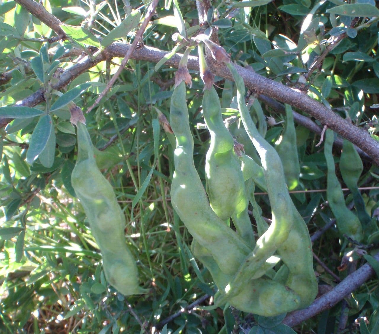 Anagyris fetida 2