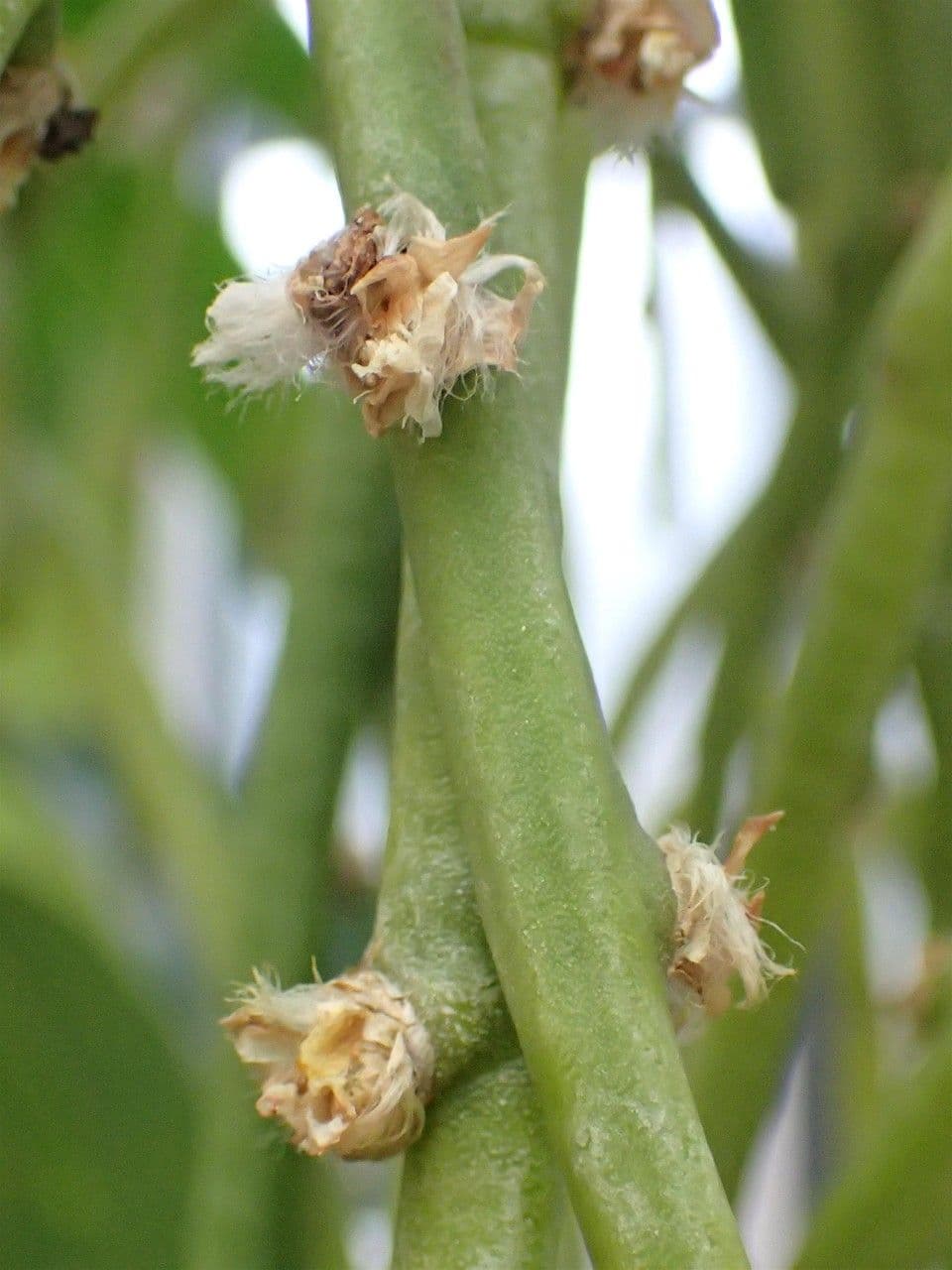 Rhipsalis 2