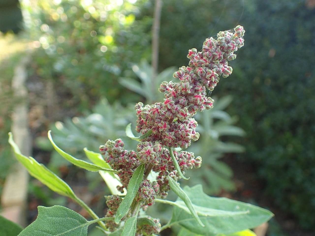 Quinoa 7