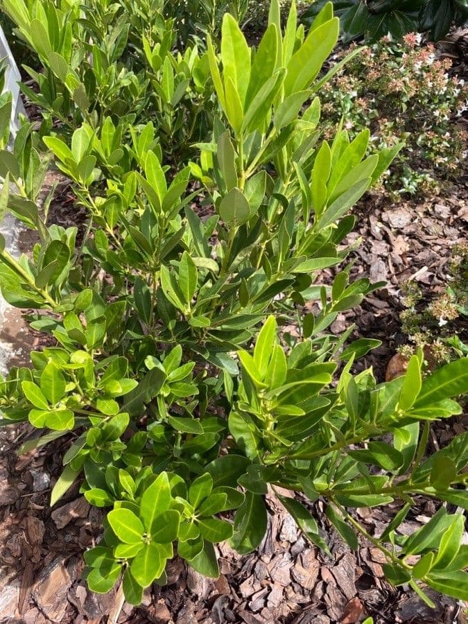 Ilex glabra 20