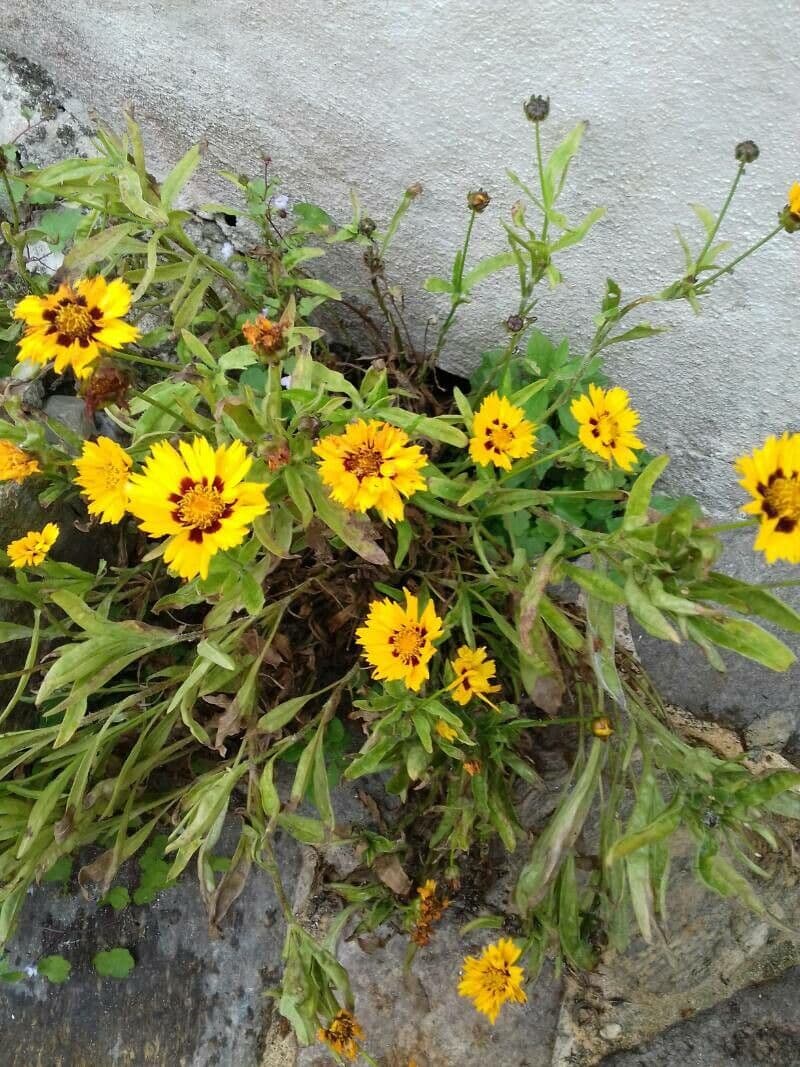 Coreopsis grandiflora 12
