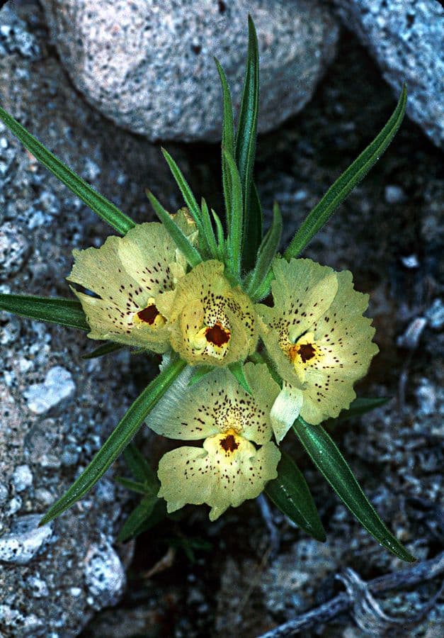 Mohavea confertiflora 7