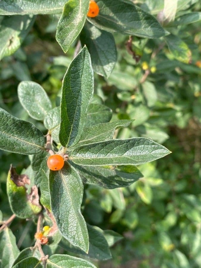 Shepherdia canadensis 2