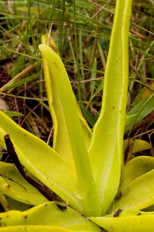 Pinguicula lutea 12