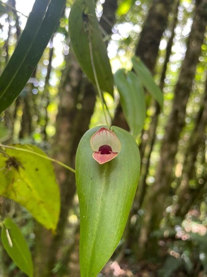 Pleurothallis 2