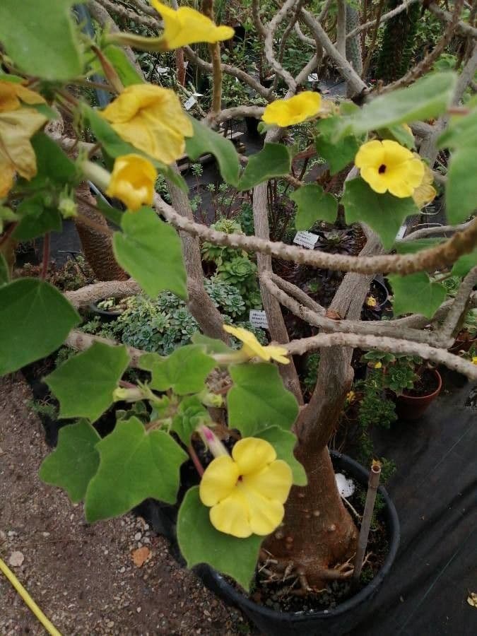 Uncarina 5