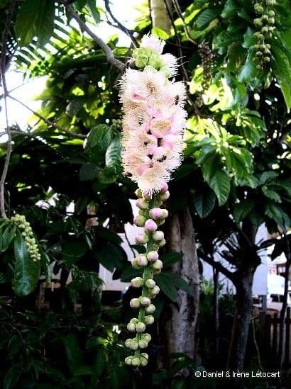 Barringtonia 8