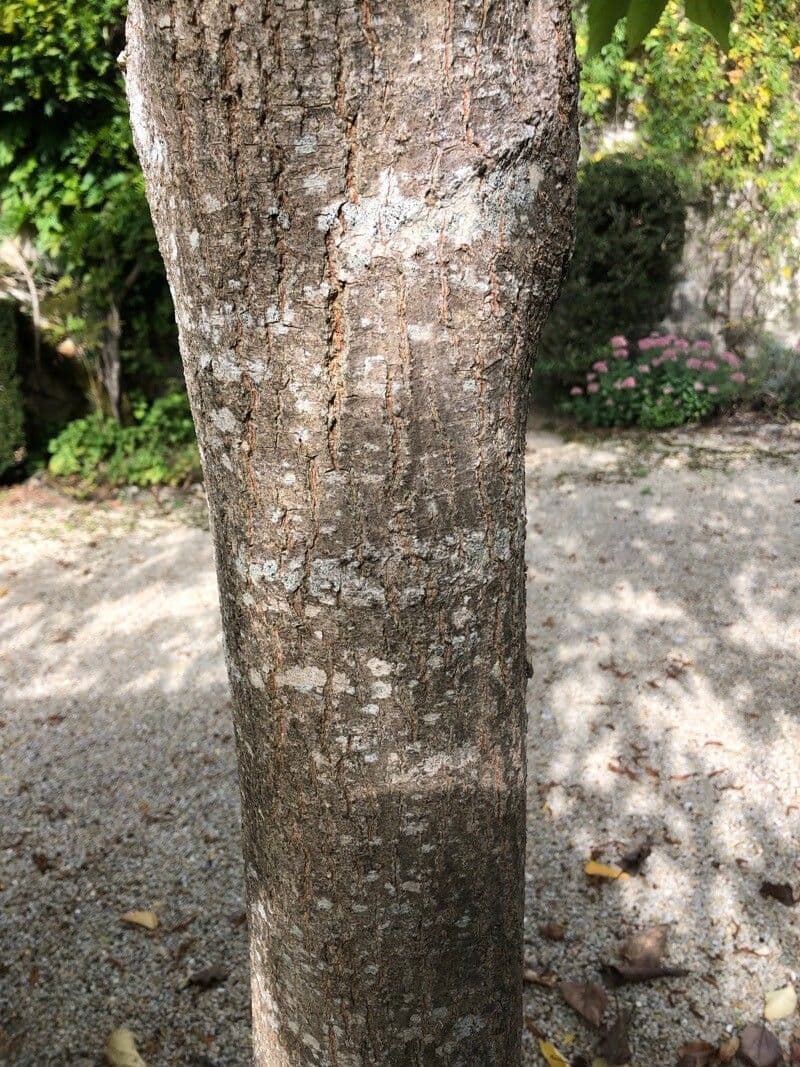 Cordia subcordata 22