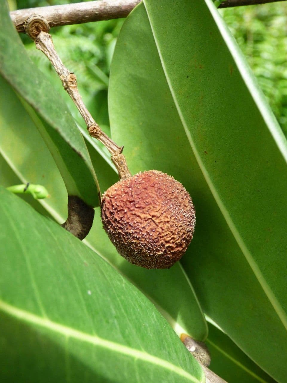 Madagaskar-Olive 3