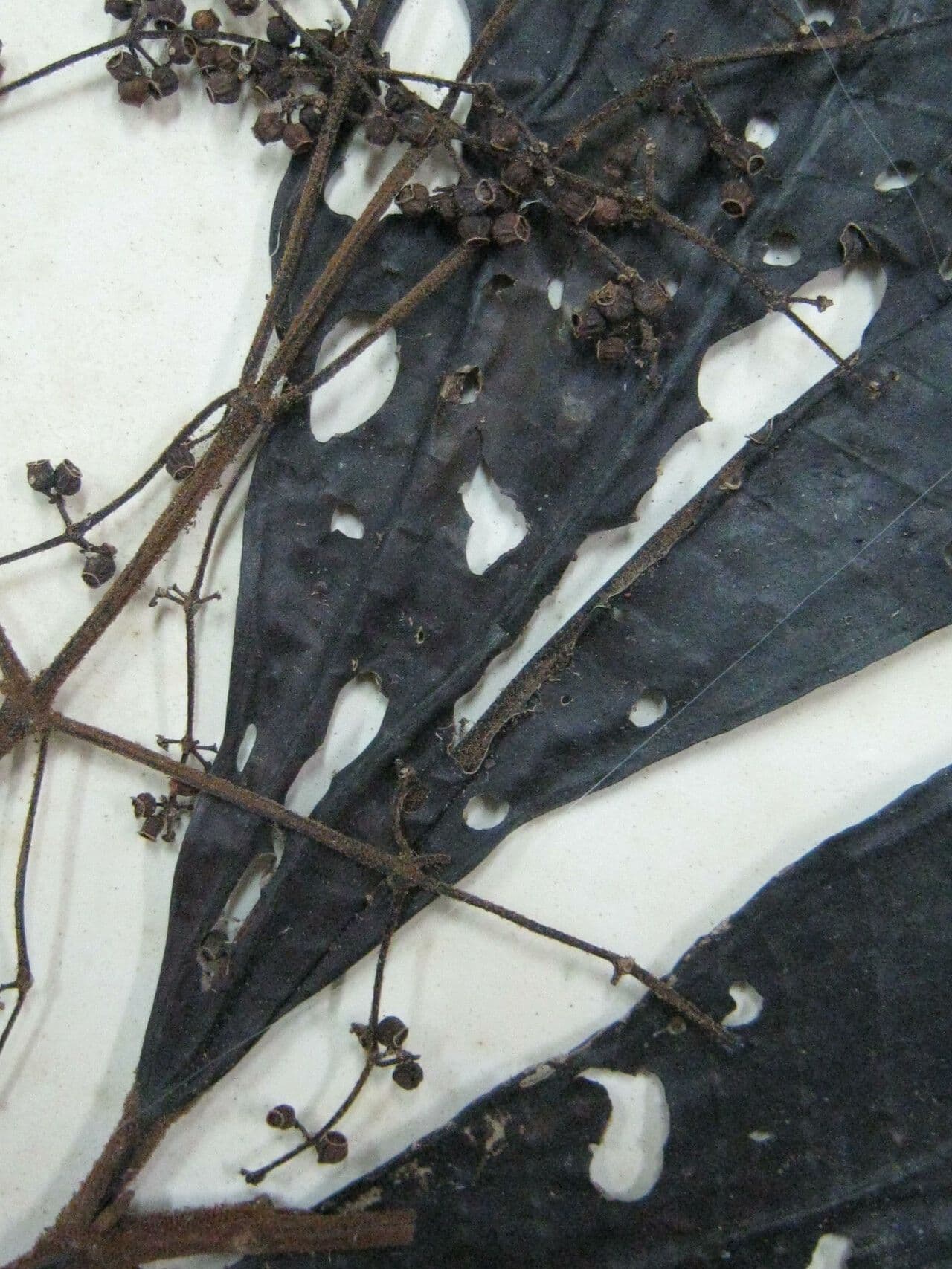 Miconia egensis 4