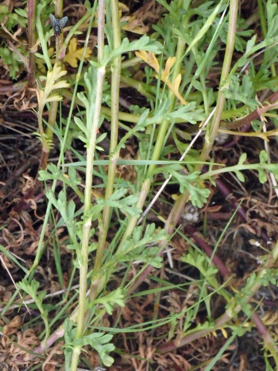 Camomilla marittima 26