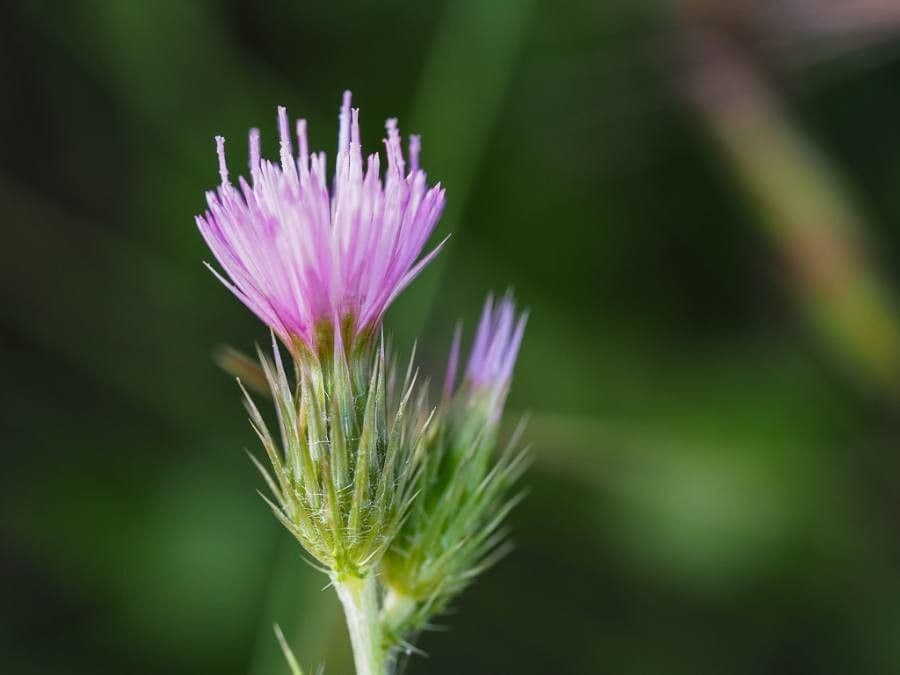 Distel