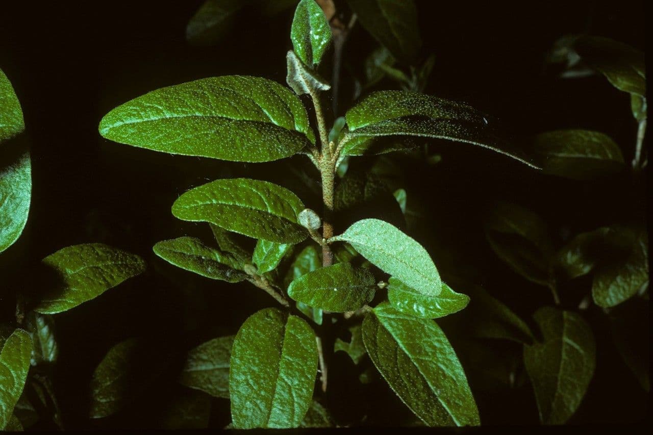 Shepherdia canadensis 9
