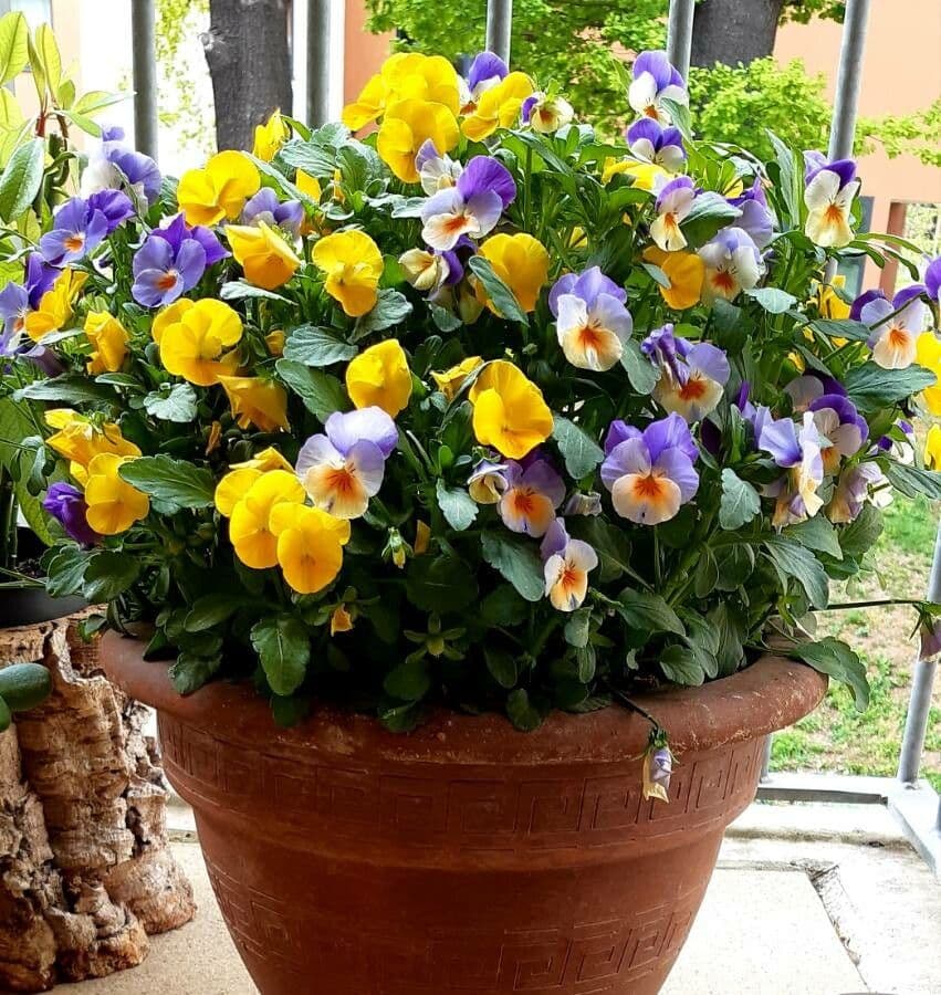 Bedding pansy 7