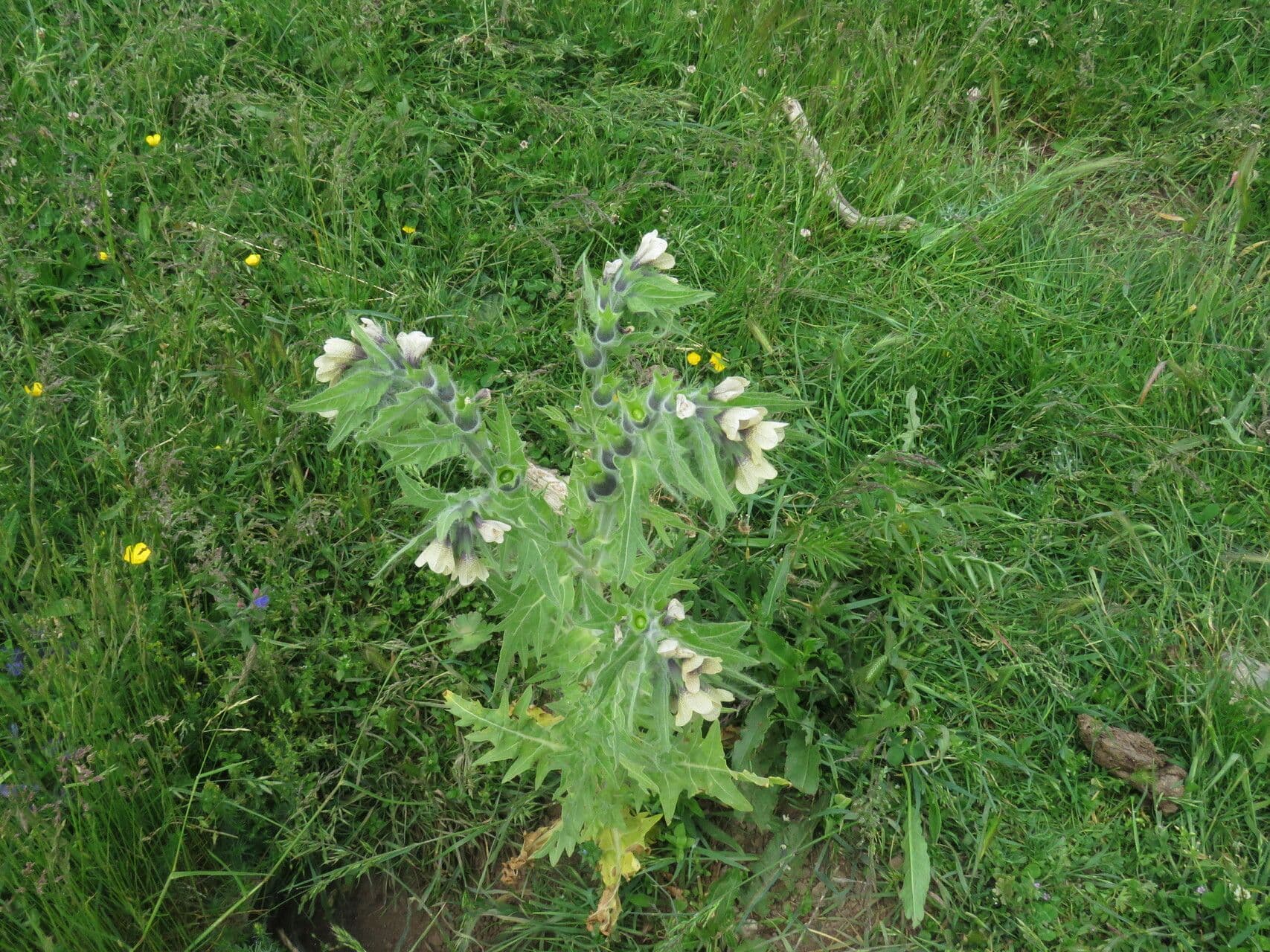 Lulek czarny 14