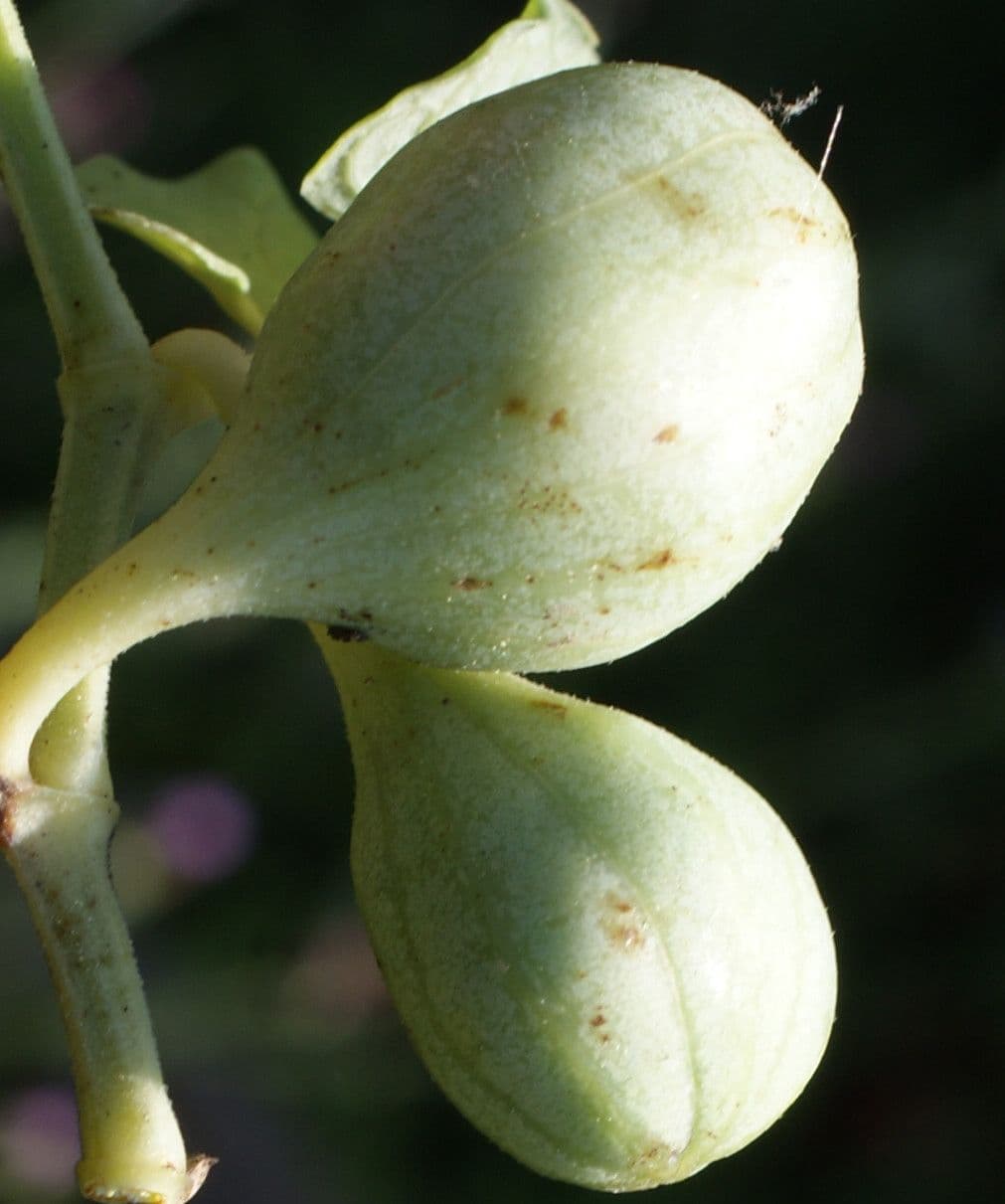 Rostlina 4