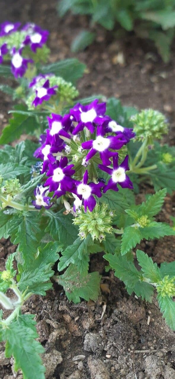 Verbena rigida 24