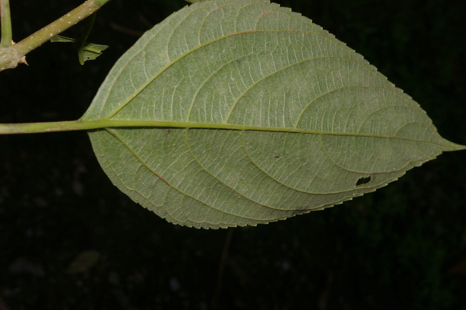 Lozanella 6