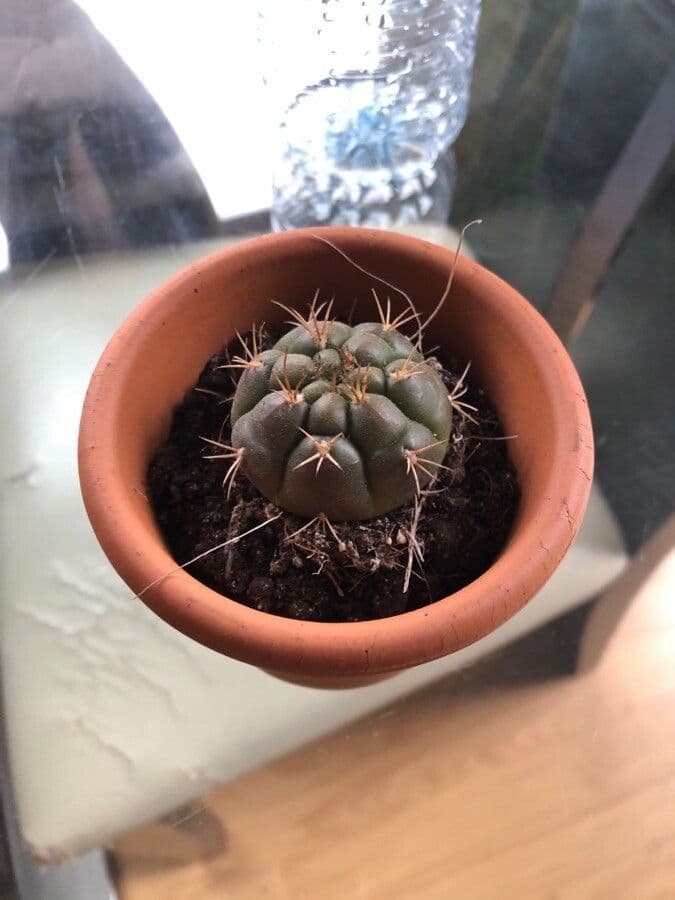 Gymnocalycium 18