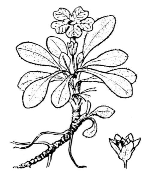 Primula 19