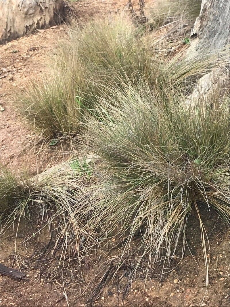 Erba ago cilena