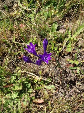Triteleia laxa 10