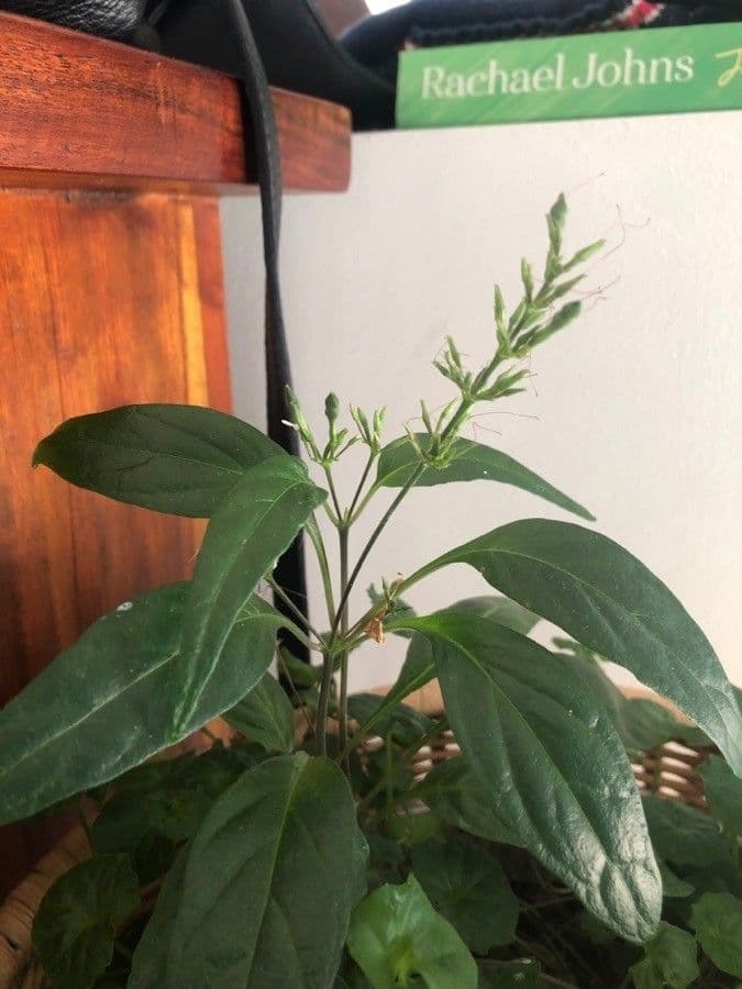 Pseuderanthemum 13